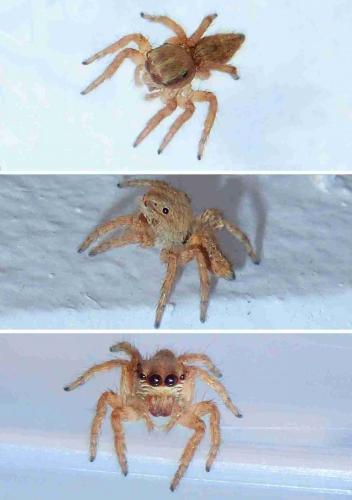 Carrhotus sp.